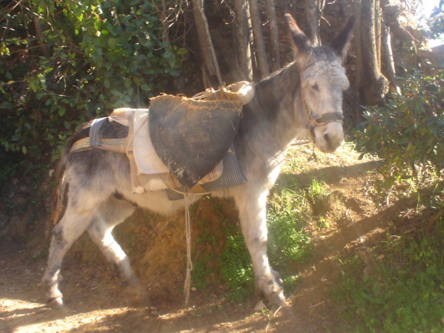 DSC04914.JPG